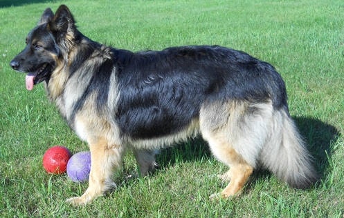 King Shepherd playing balls on the field