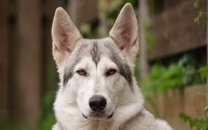northern inuit