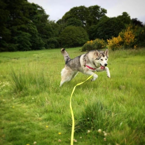 Nortehrn Inuit running on the field