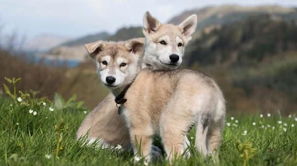 Northern Inuit puppies