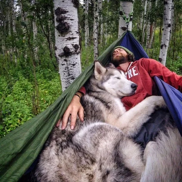 Northern Inuit taking nap with its master