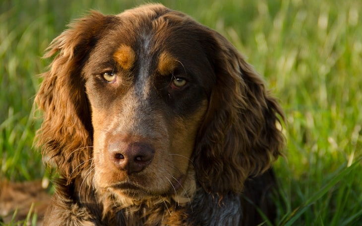 Picardy Spaniel Personality and temperament