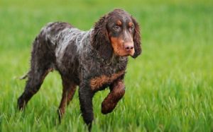 Picardy Spaniel history, behavior, and training