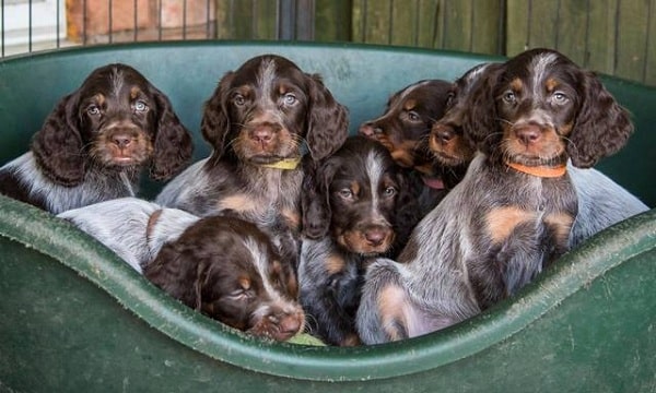 is the picardy spaniel considered aggressive