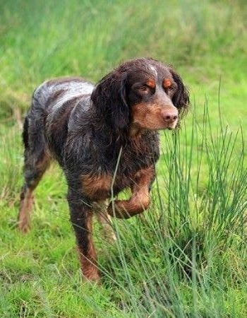 Picardy Spaniel on the field