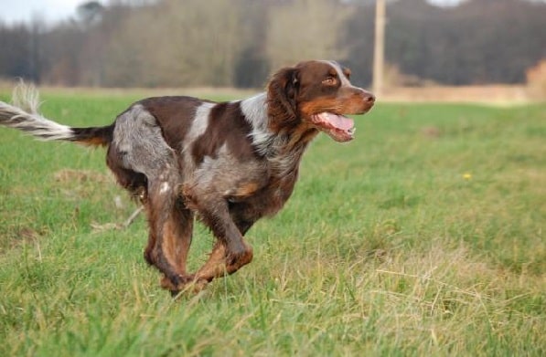 Picardy Spaniel running on the field