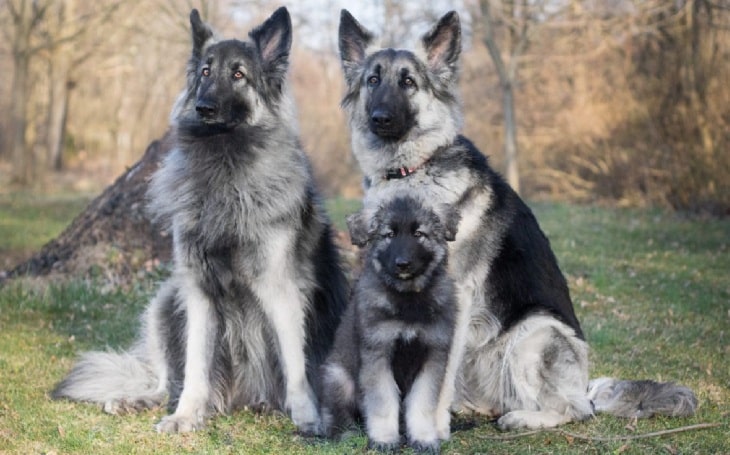 Shiloh Shepherd personality and temperament