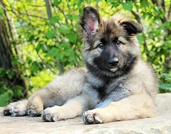 Shiloh Shepherd puppy