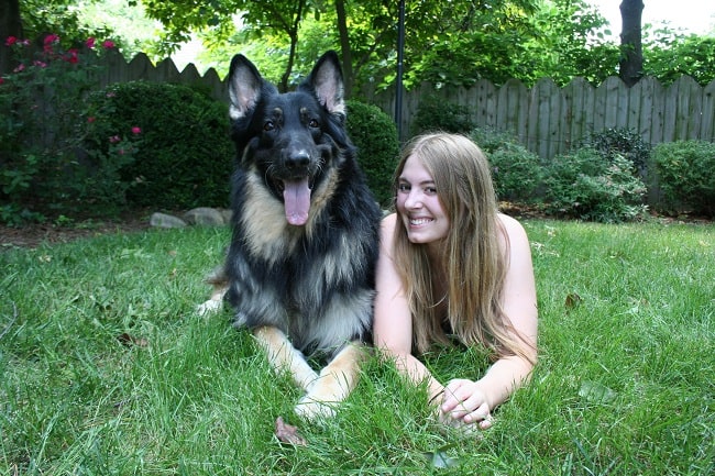 Shiloh Shepherd with its owner