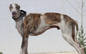 Spanish Greyhound temperament and personality