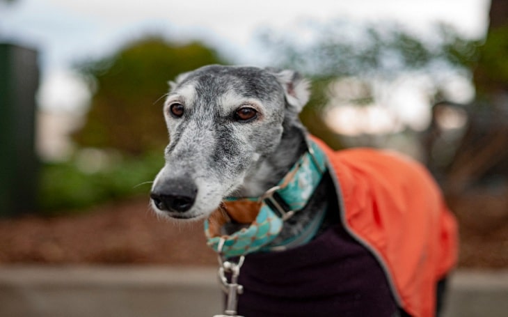 what health problems do galgo espanol have