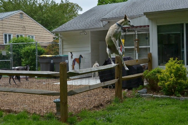 Spanish Greyhound jumping over the fence