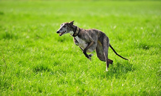 Spanish Greyhound running in the field