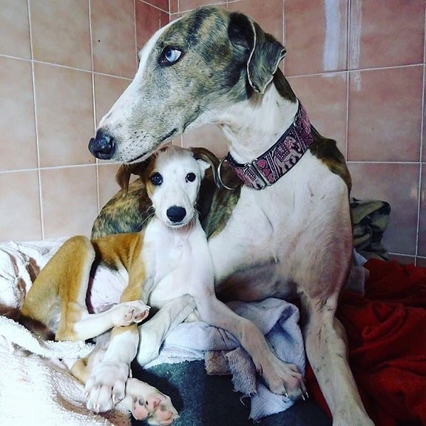 Spanish Greyhound with its puppy