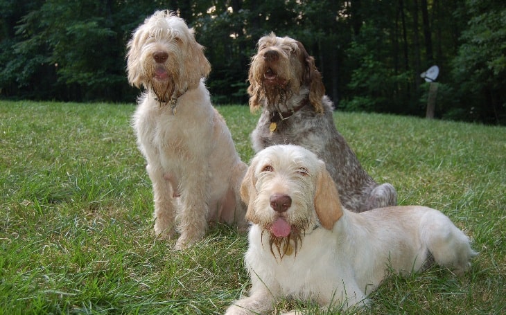 Spinone Italiano personality and temperament