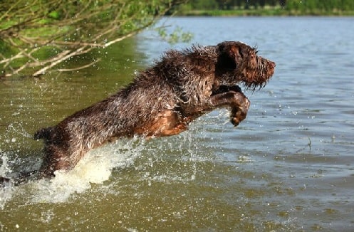 Spinone Italiano running in the water