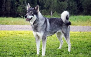 Swedish Elkhound personality and temperament