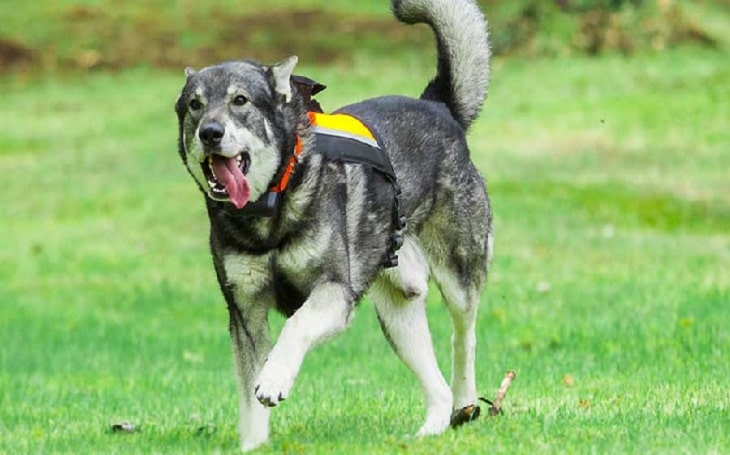 Swedish Elkhound history, behavior. and training