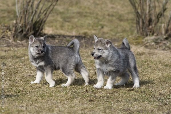 are swedish elkhounds healthy