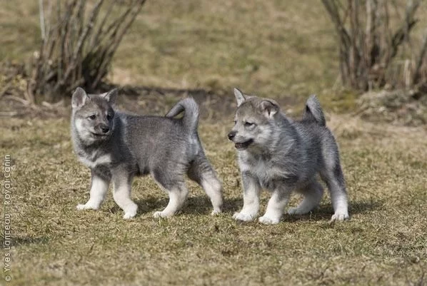 Swedish Elkhound puppies