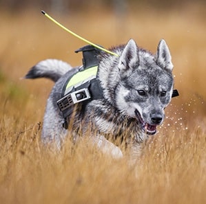 Swedish Elkhound running on the field