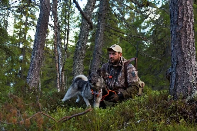 Swedish Elkhound with its master on the hunt