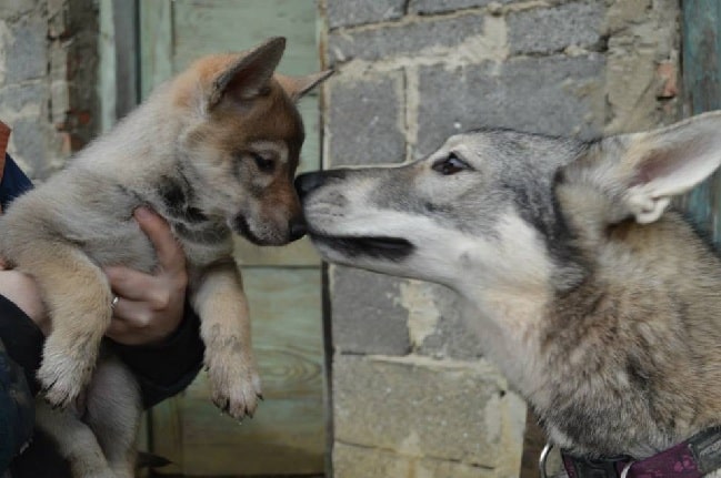 Tamaskan Dog kissing its puppy
