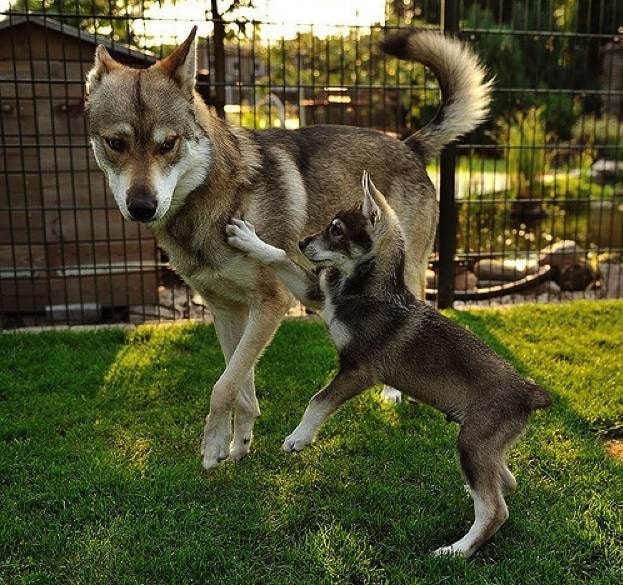 Tamaskan Dog playing with its puppy