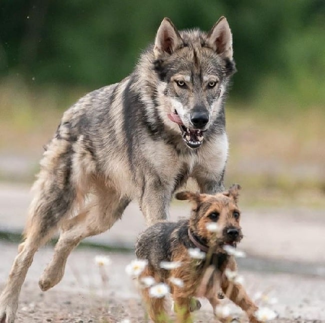 Tamaskan dog playing with a dog