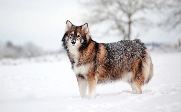 Utonagan Dog Breed personality and temperament