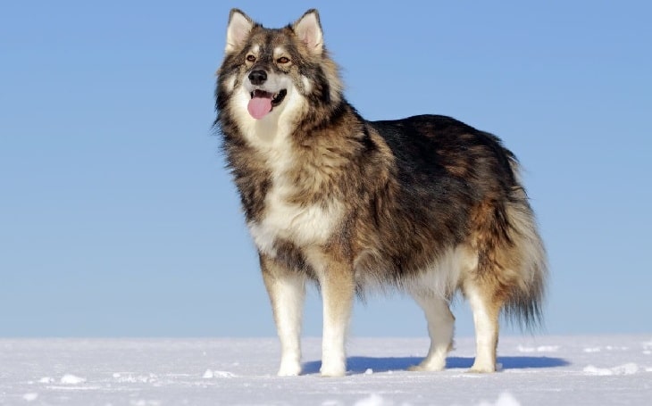 Utonagan Dog origin and behavior