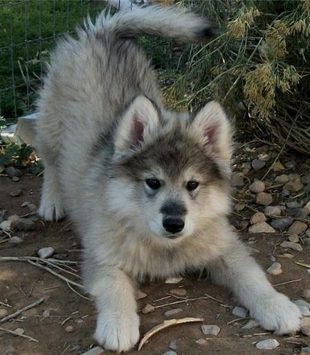 Utonagan Dog puppy playing