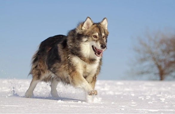 Utonagan Dog running in the snow