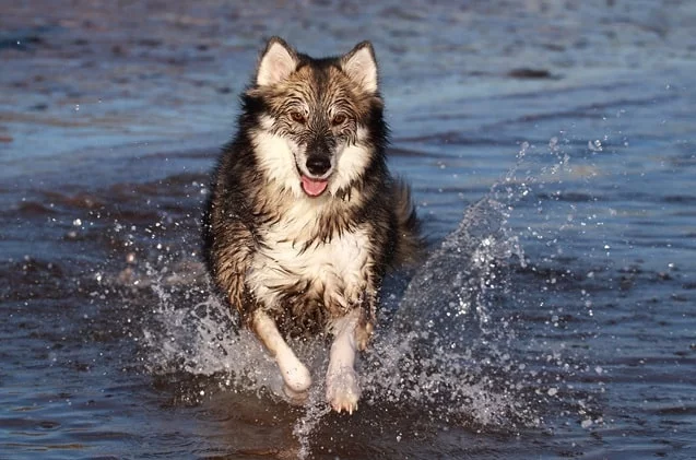 Utonagan Dog running on the water