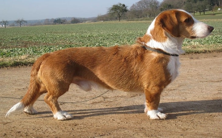 Westphalian Dachsbracke personality and temperament