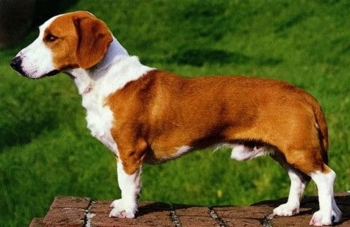 westphalian dachsbracke is a mixed breed