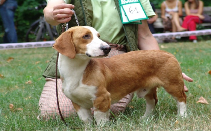 westphalian dachsbracke is a mixed breed