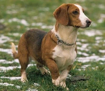 Westphalian Dachsbracke on the field