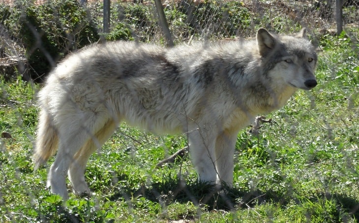 Wolf Dog temperament and personality