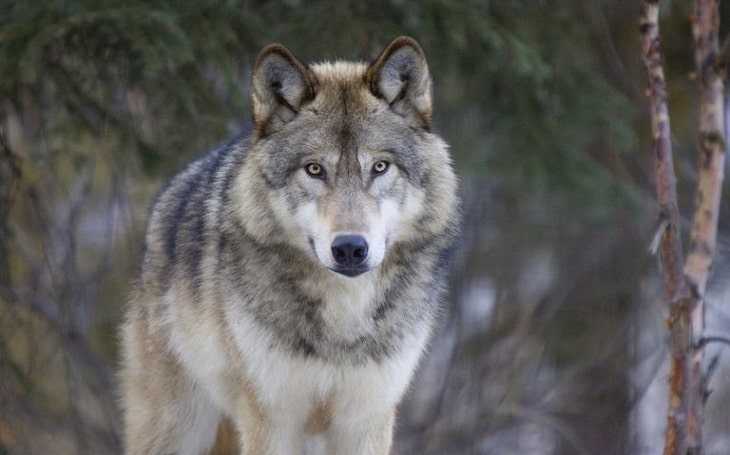 Wolf Dog origin, behavior, and traning