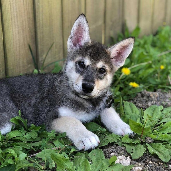 Wolf Dog Puppy