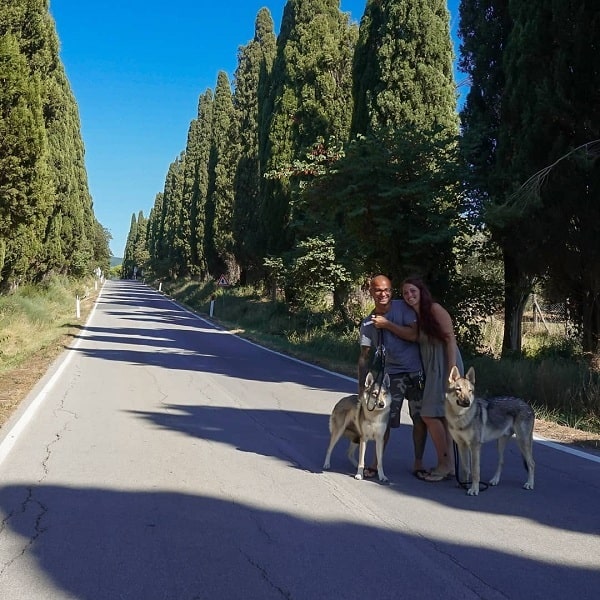 Wolfdogs going on a hie with their family