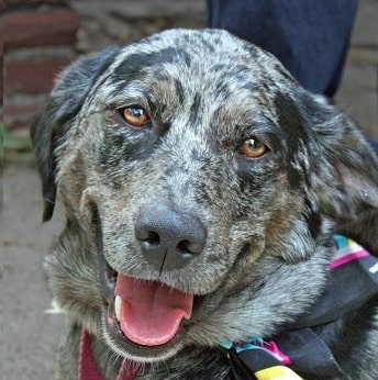 happy Catahoula Australian Shepherd