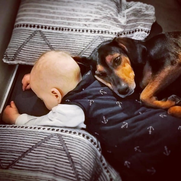 A baby and Austrian Black and Tan cuddling