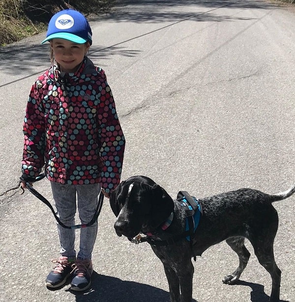 A girl taking Braque d'Auvergne Pointer on a walk