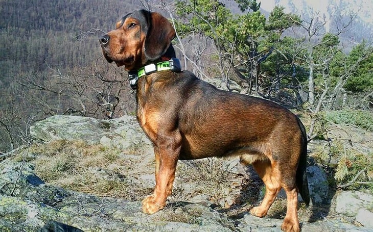 Alpine Dachsbracke