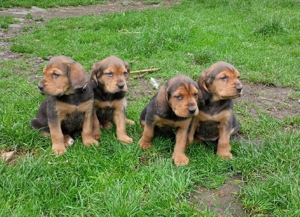 Alpine Dachsbracke Puppies