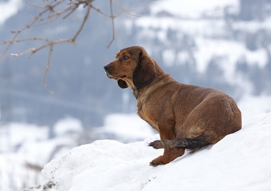 Alpine Dachsbracke sitting on the snow