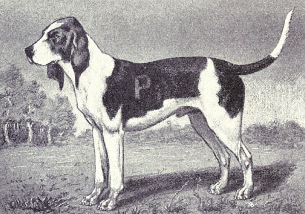 Ancient Artois Hound