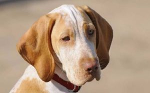 Ariege Pointer Personality and temperament